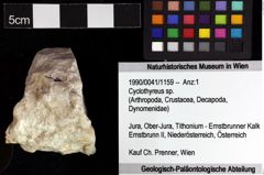 Foto (Objket + Etiketten) von Cyclothyreus sp. 